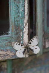 Blau lackiertes Holz, weißer Schmetterling - CRF02780