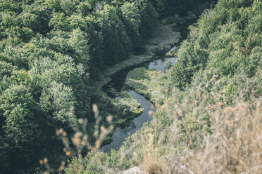 Hoher Blickwinkel auf einen Bach inmitten von Pflanzen im Wald - CAVF38247