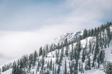 Landschaftliche Ansicht von Bäumen, die auf einem schneebedeckten Berg gegen den Himmel wachsen - CAVF38258