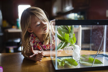 Curious girl looking at caterpillar crawling on leaf - CAVF38301