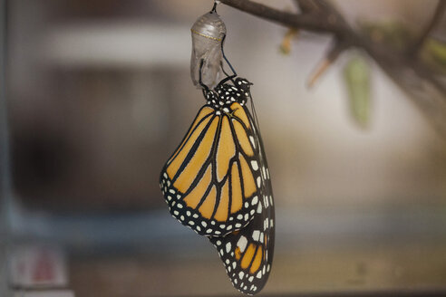 Close-up of butterfly on cocoon hanging on twig - CAVF38308