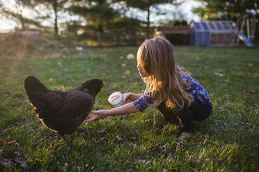 Mädchen füttert ein Huhn auf einem Feld auf einem Bauernhof - CAVF38322