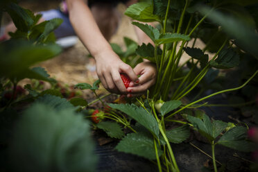 Abgeschnittenes Bild eines Mädchens, das Erdbeeren von einer Pflanze pflückt - CAVF38347