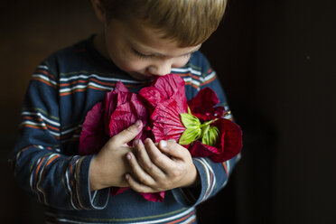 Close-up of boy holding red flower while standing at home - CAVF38420