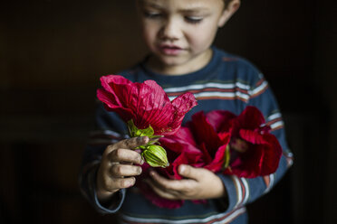 Close-up of boy looking at red flower while standing in room - CAVF38421