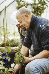 Seitenansicht eines schwulen Paares bei der Gartenarbeit in einem kleinen Gewächshaus - MASF03895