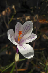 Flowering crocus - JTF00978