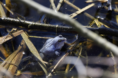 Blauer Frosch im Teich, Laichzeit, lizenzfreies Stockfoto