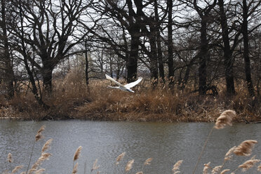 Deutschland, fliegender Schwan über See - JTF00981