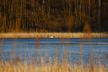 Germany, lake with swan in the evening light - JTF00983