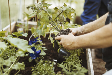 Ausgeschnittenes Bild eines Mannes bei der Gartenarbeit im Gewächshaus - MASF04363