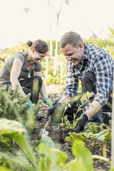 Couple working at community garden - MASF04386