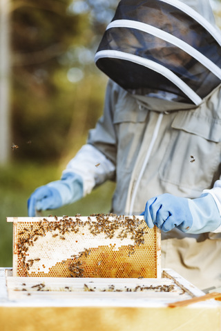 Imker bei der Untersuchung von Honigwaben auf dem Feld, lizenzfreies Stockfoto