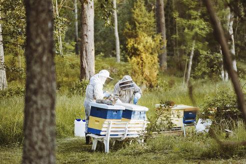 Bienenzüchter bei der Arbeit auf dem Feld - MASF04455