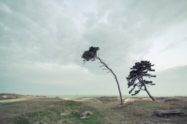 Trees on field by sea against sky - MASF04606