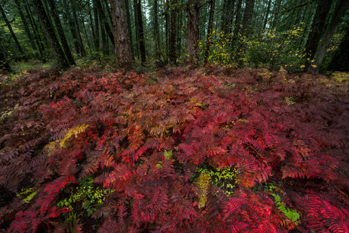 Hohe Winkelansicht von Pflanzen gegen Wald im Herbst - CAVF38636