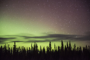 Majestätischer Blick auf Polarlichter im Sternenfeld über Bäumen - CAVF38650