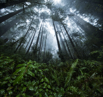 Niedriger Blickwinkel auf Bäume im Jedediah Smith Redwoods State Park - CAVF38670