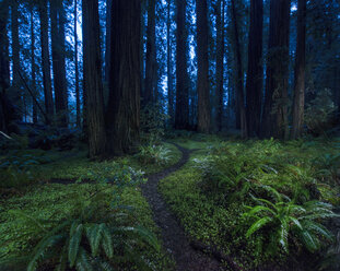 Tranquil view of forest at Jedediah Smith Redwoods State Park - CAVF38672