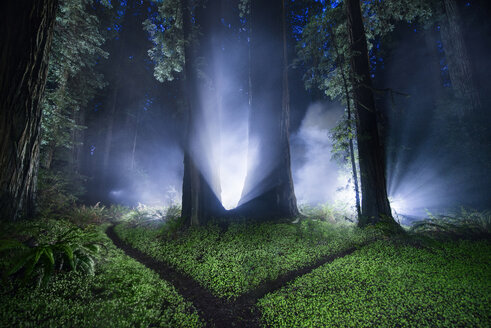 Ruhiger Blick auf den Wald im Jedediah Smith Redwoods State Park bei Nacht - CAVF38674