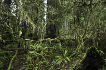 Ruhiger Blick auf den Wald im Redwood National Park - CAVF38678