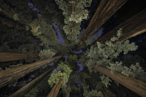 Niedriger Blickwinkel auf Bäume im Jedediah Smith Redwoods State Park - CAVF38681