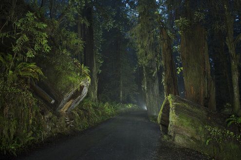 Straße inmitten des Waldes im Jedediah Smith Redwoods State Park in der Abenddämmerung - CAVF38682