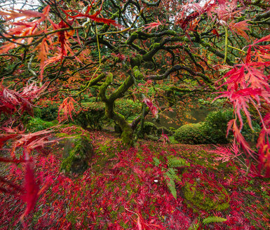 Blick von oben auf den japanischen Ahorn im Garten - CAVF38685