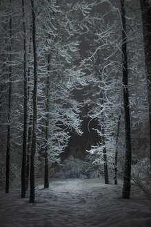 Ruhige Aussicht auf schneebedeckte Bäume bei Nacht - CAVF38686