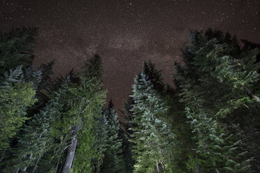 Niedriger Blickwinkel auf Bäume am Mt. Hood gegen das Sternenfeld - CAVF38745
