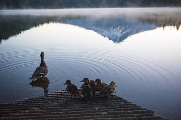 Ente und Entenküken auf dem Trillium Lake von oben gesehen - CAVF38746