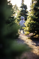 Rückansicht eines kleinen Jungen auf einer Weihnachtsbaumfarm - CAVF38788