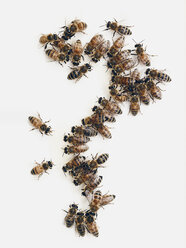 Honey bees on white background - CAVF38806