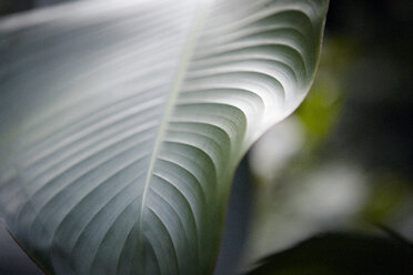 Close-up of green leaf - CAVF38825