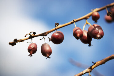 Fruit on branches - CAVF38841