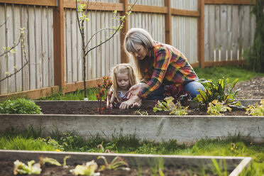 Mother and daughter planting in raised bed at backyard - CAVF38918
