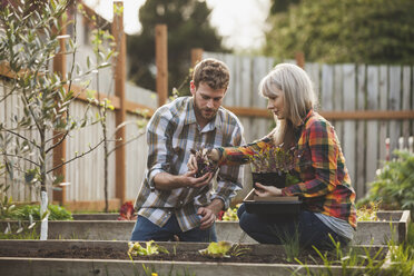 Woman assisting man while planting in raised bed at backyard - CAVF38923