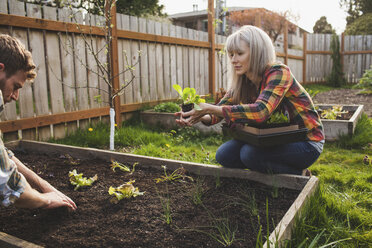 Woman giving sapling to man while planting in raised bed at backyard - CAVF38928