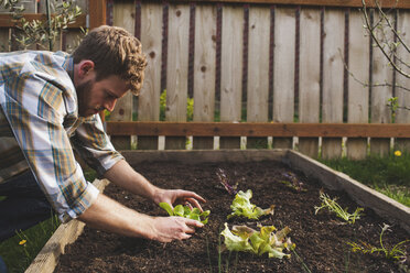 Man planting in raised bed at backyard - CAVF38930