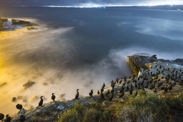 Hochformatige Ansicht von Kormoranen, die auf einer Felsformation am Meer hocken - CAVF39038