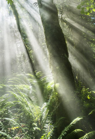 Malerischer Blick auf Sonnenstrahlen, die durch Bäume im Wald dringen, lizenzfreies Stockfoto