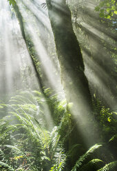 Malerischer Blick auf Sonnenstrahlen, die durch Bäume im Wald dringen - CAVF39048