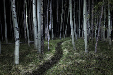 Dirt road amidst trees growing in forest - CAVF39066