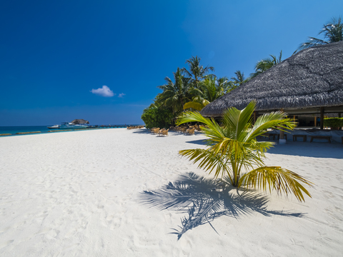 Maledives, Ross Atoll, beach bar and sandy beach with palms stock photo