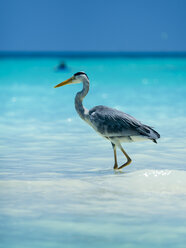 Graureiher, Ardea cinerea, im Wasser spazierend - AMF05696