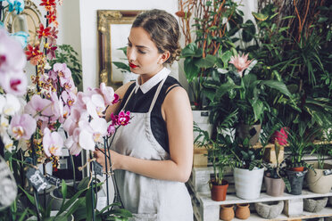 Female florist arranging orchids at flower shop - CAVF39174