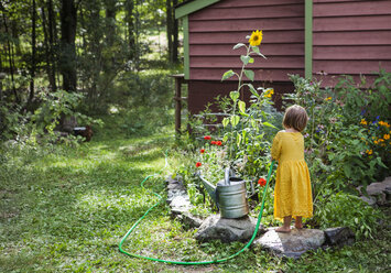 Rückansicht eines Mädchens, das Pflanzen im Hinterhof gießt - CAVF39405