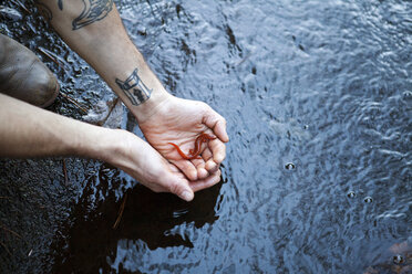 Abgeschnittene Hände eines Mannes, der einen Salamander am Bach im Wald hält - CAVF39954