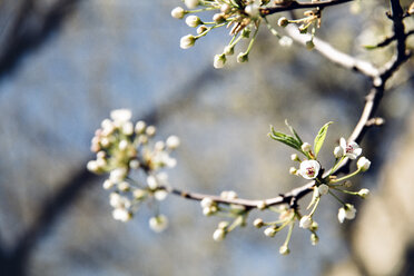 Weiße Blüten am Zweig - CAVF40017