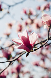 Rosafarbene Kirschblüten blühen auf Zweigen - CAVF40018